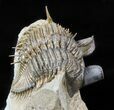 Tower-Eyed Erbenochile Trilobite - Check Out The Detail! #47071-1